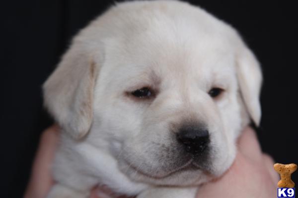 Puppies in MN